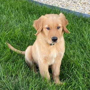 Meet your Posher, Jocey